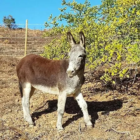 Monte Do Malhao - Art, Eco & 3* קסטרו מארים